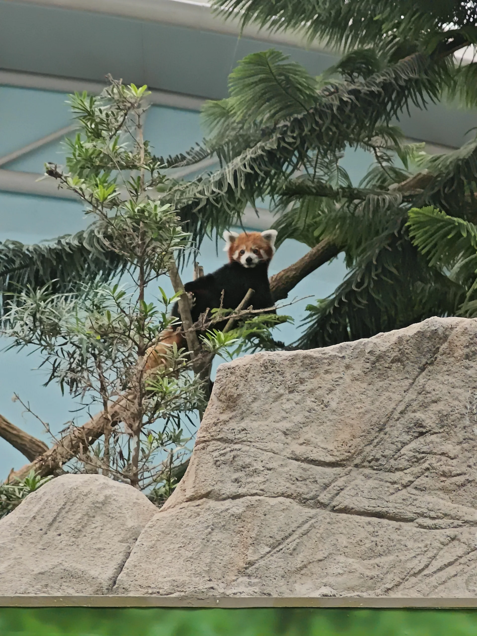 Singapore Zoo Pics!